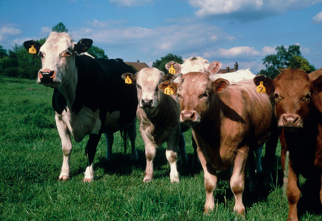 Grass-fed herd of cows free of BSE