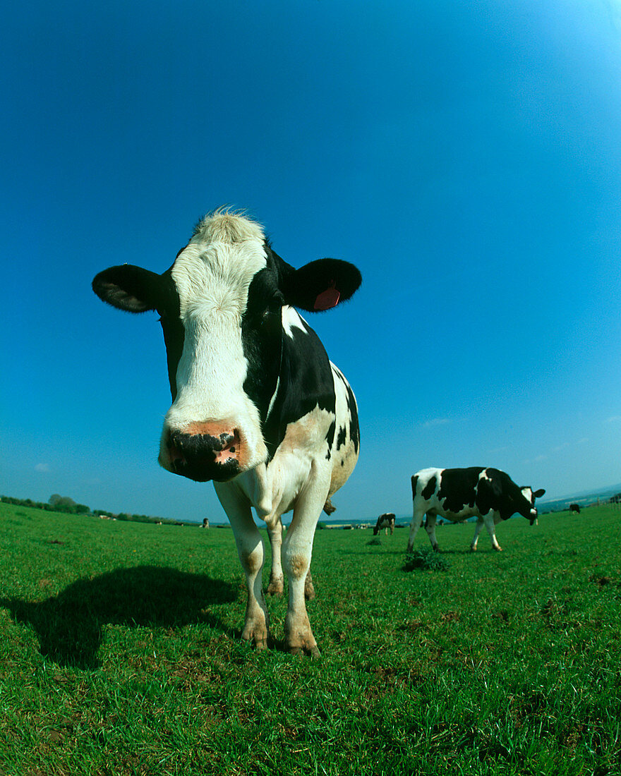 Dairy cow in a field