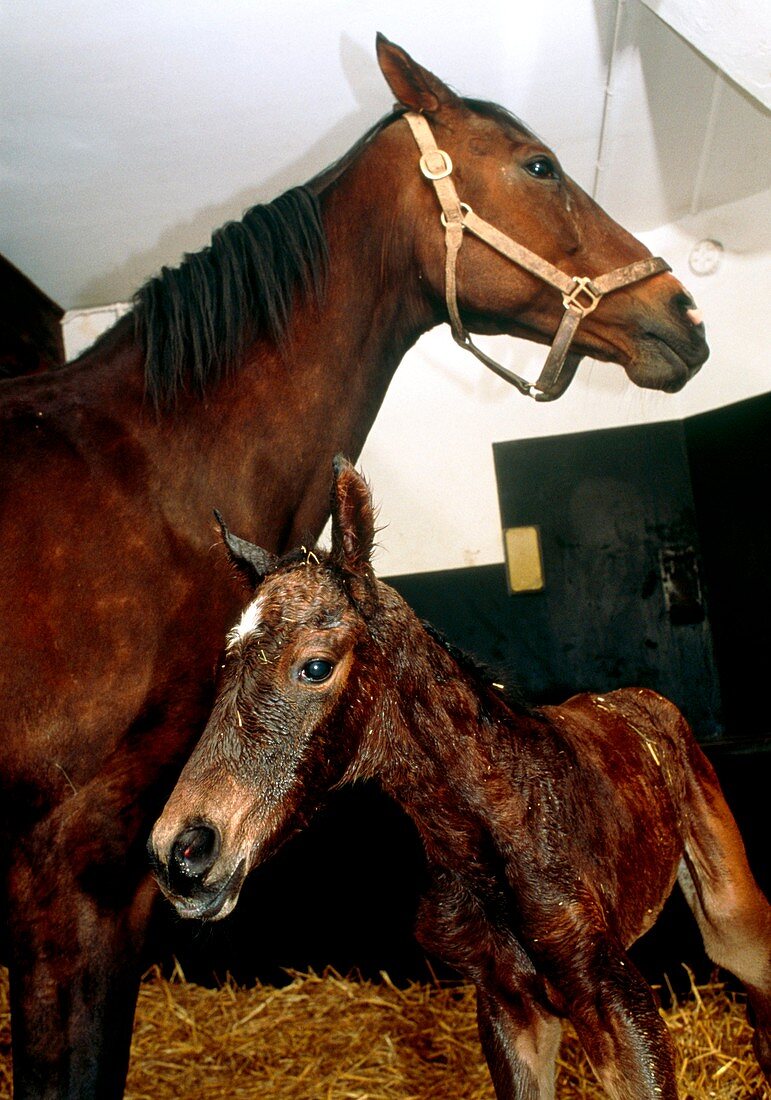 Mare and her newborn foal (Equus caballus)