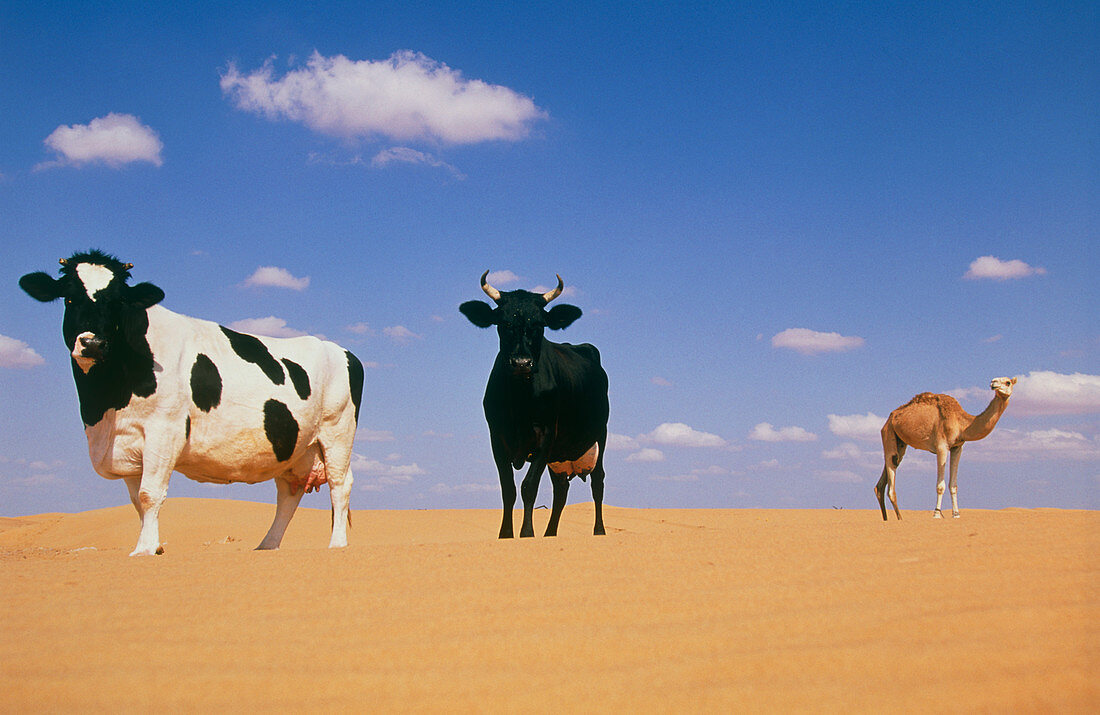 Desert livestock