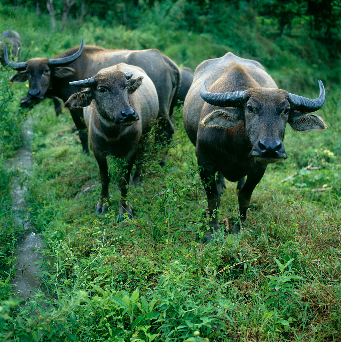 Asian water buffaloes