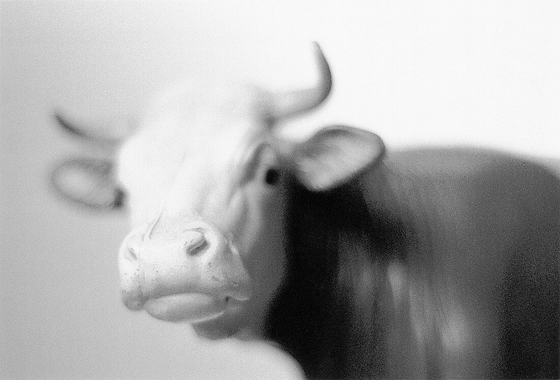 Sculpture of a bull