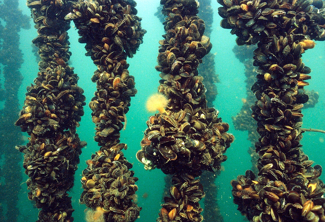 Mussel farming