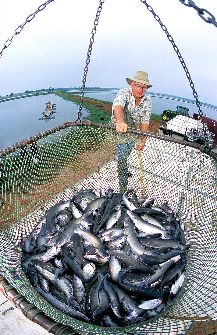 Fish farmer harvesting catfish