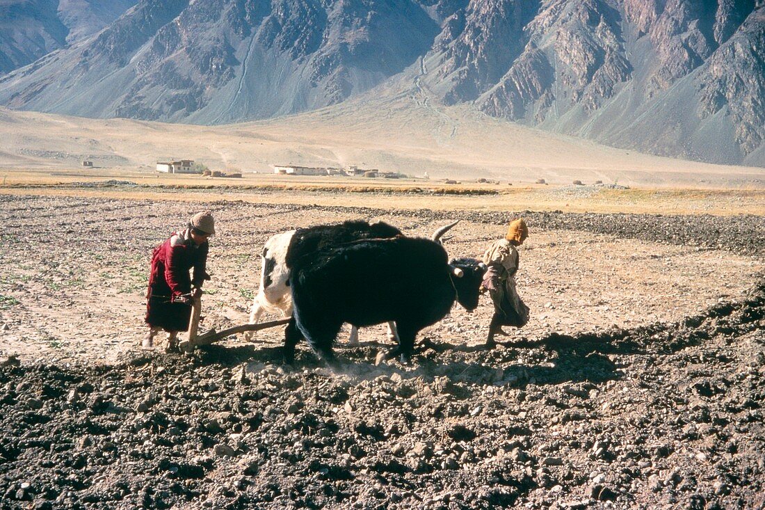 Ploughing fields at Thonde,Zanskar,India