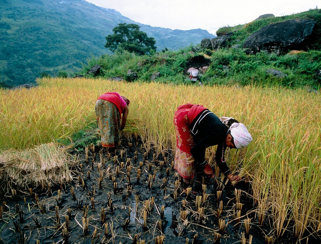 Harvesting of rice in Himalyan foothils