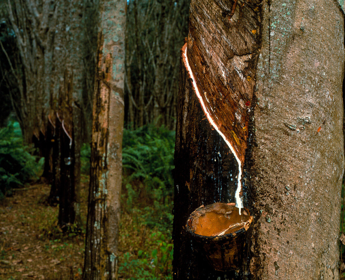 Rubber tree being tapped