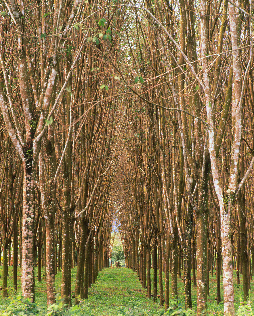 Rubber tree plantation,Thailand