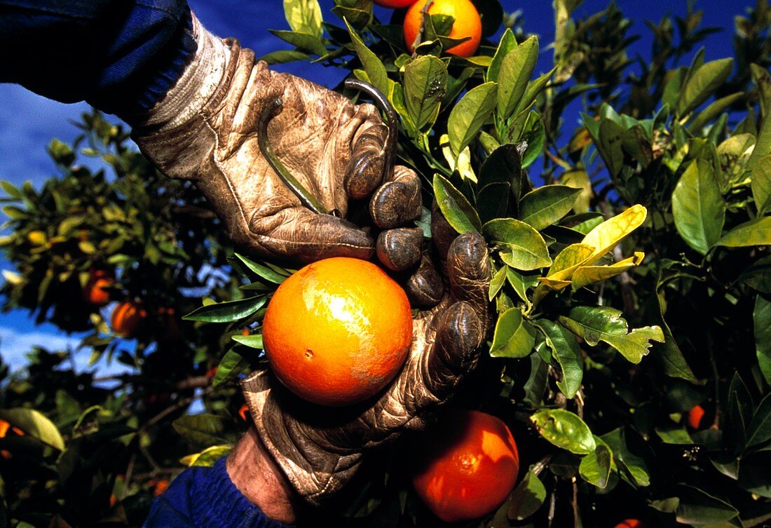 Harvesting oranges