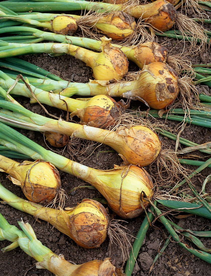 Onion (Allium 'Setton')