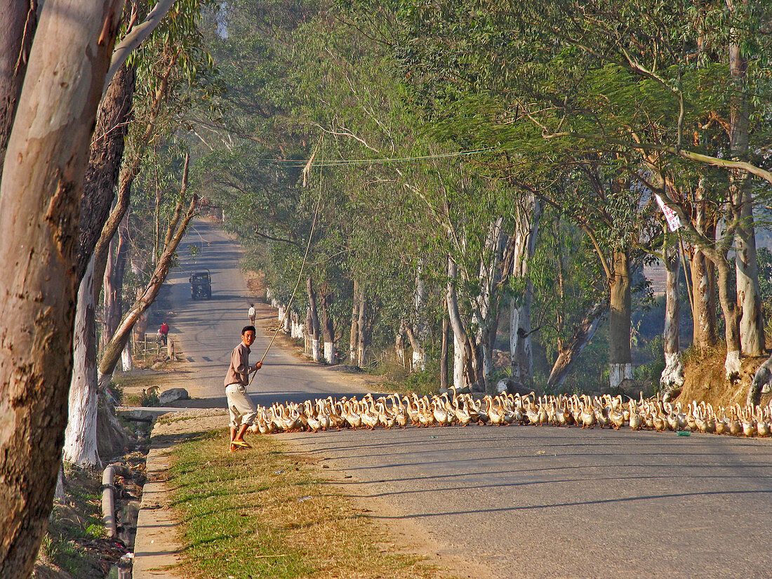 Man herding a flock of geese