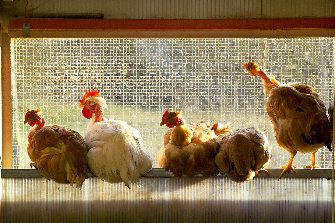 Confined chickens