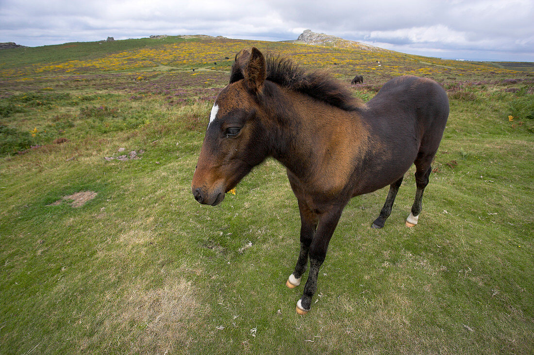 Dartmoor pony foal