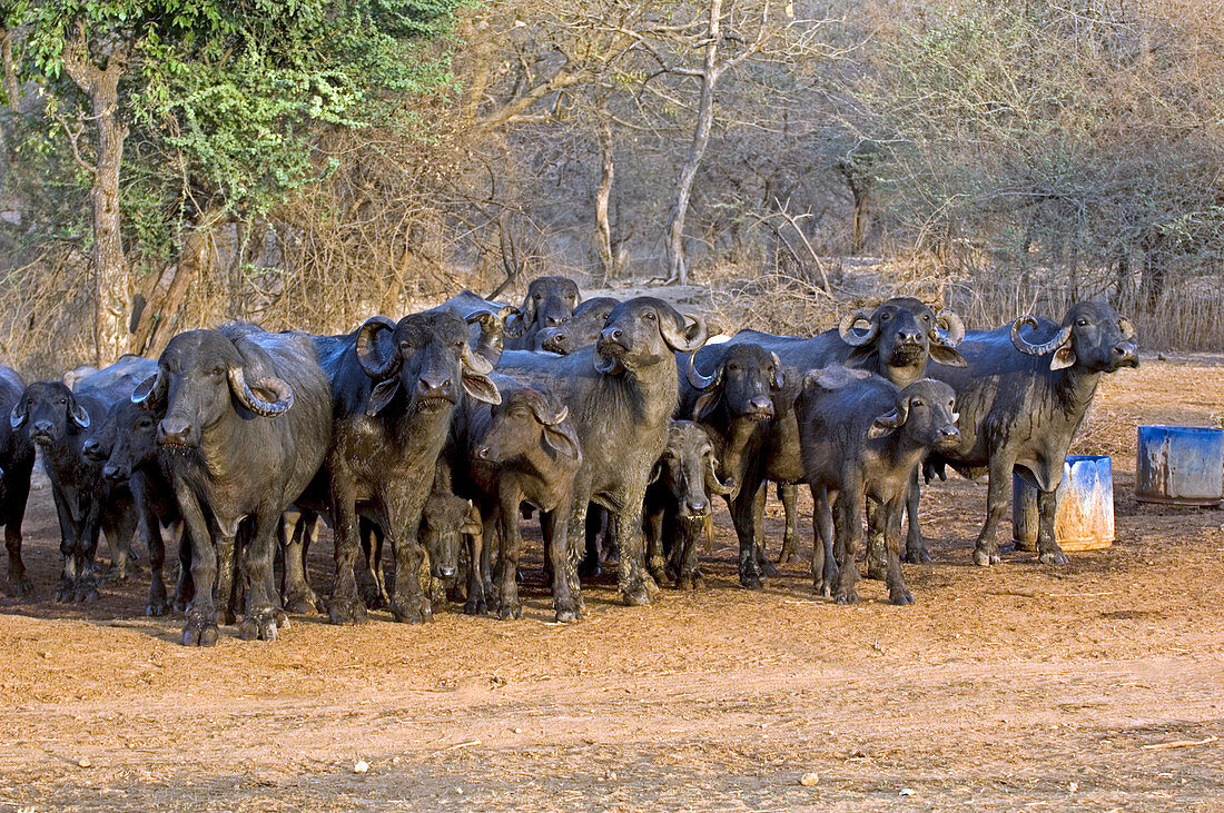 Domestic Asian water buffalo herd