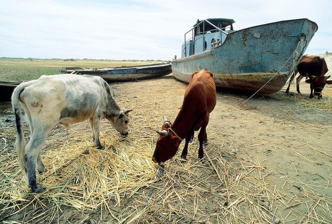 Drying of the Aral Sea,cows and ships