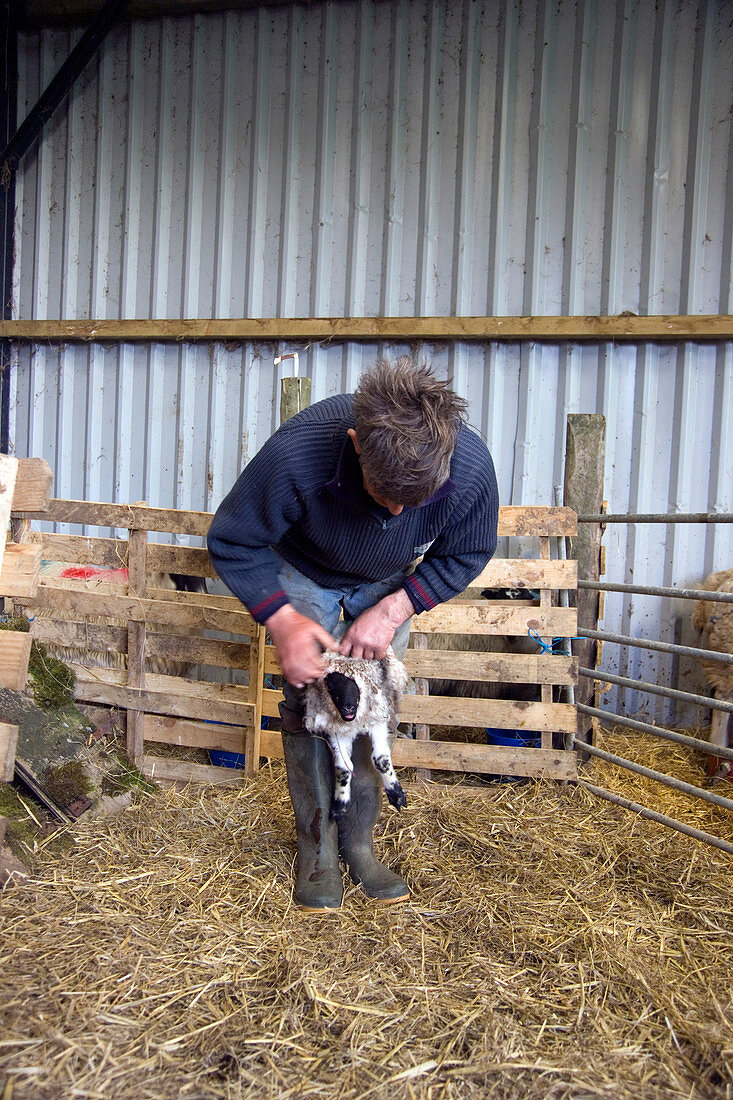 Farmer fitting skin on a lamb