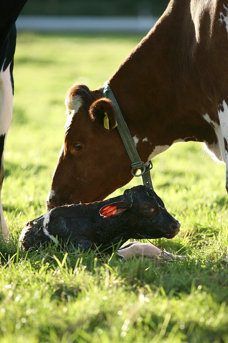 Cow and newborn calf