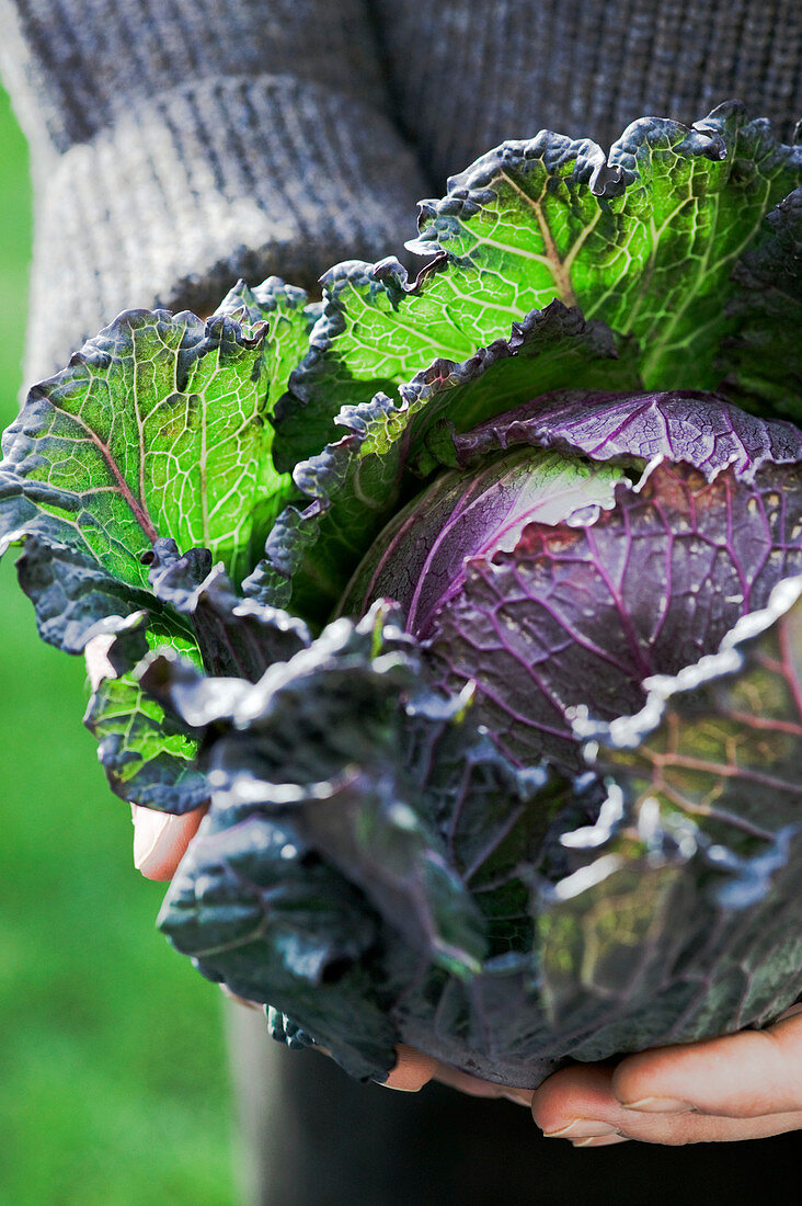 Harvested cabbage