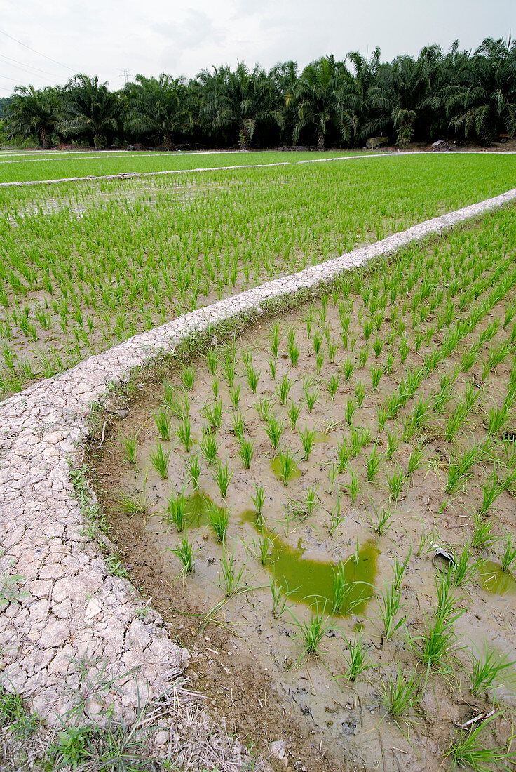 Rice paddy field,Malaysia