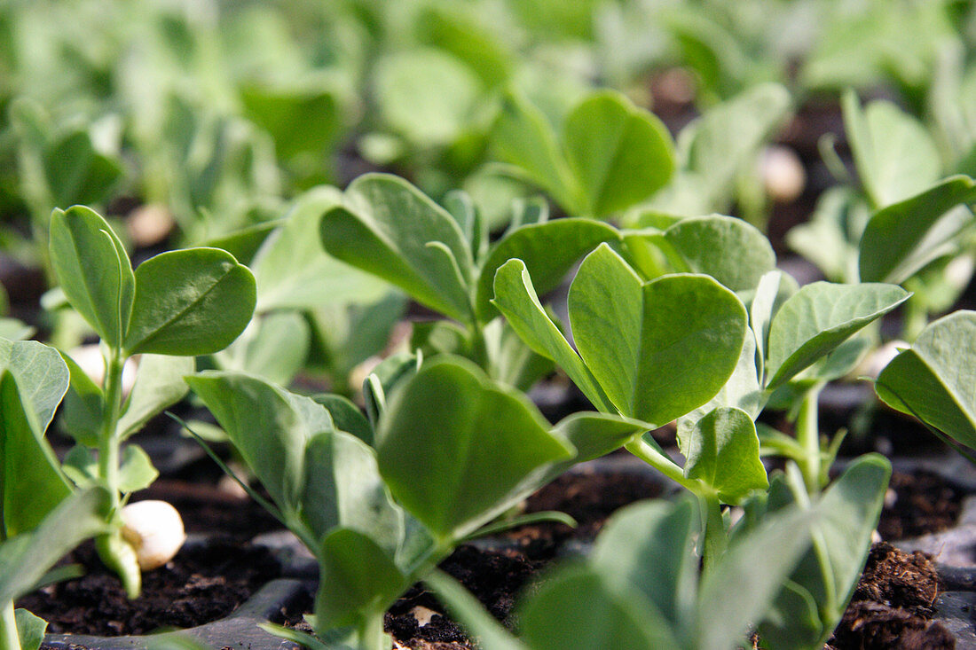 Organic bean seedlings