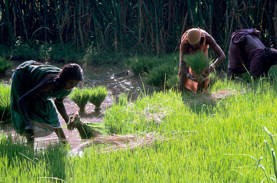 Rice farming in a paddy field