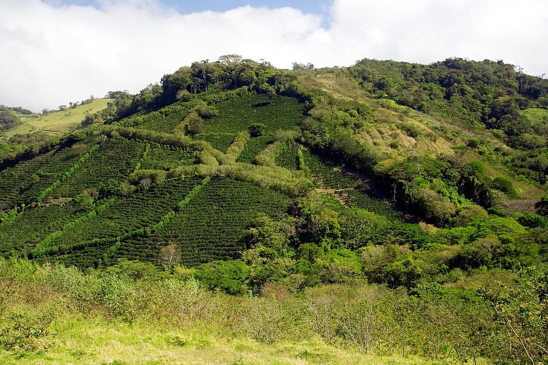 Coffee plantations