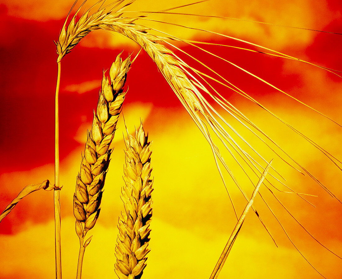 Macrophoto of 2 ripe ears of bread wheat
