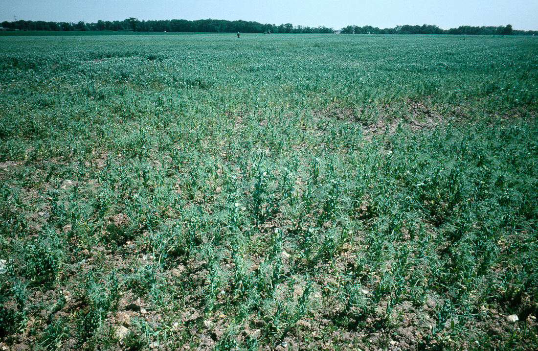 Field of peas