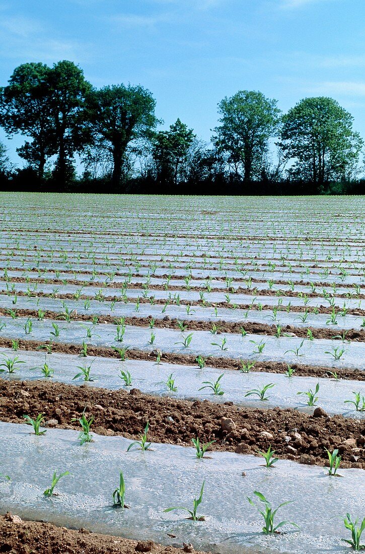 Maize grown under biodegradable plastic,France