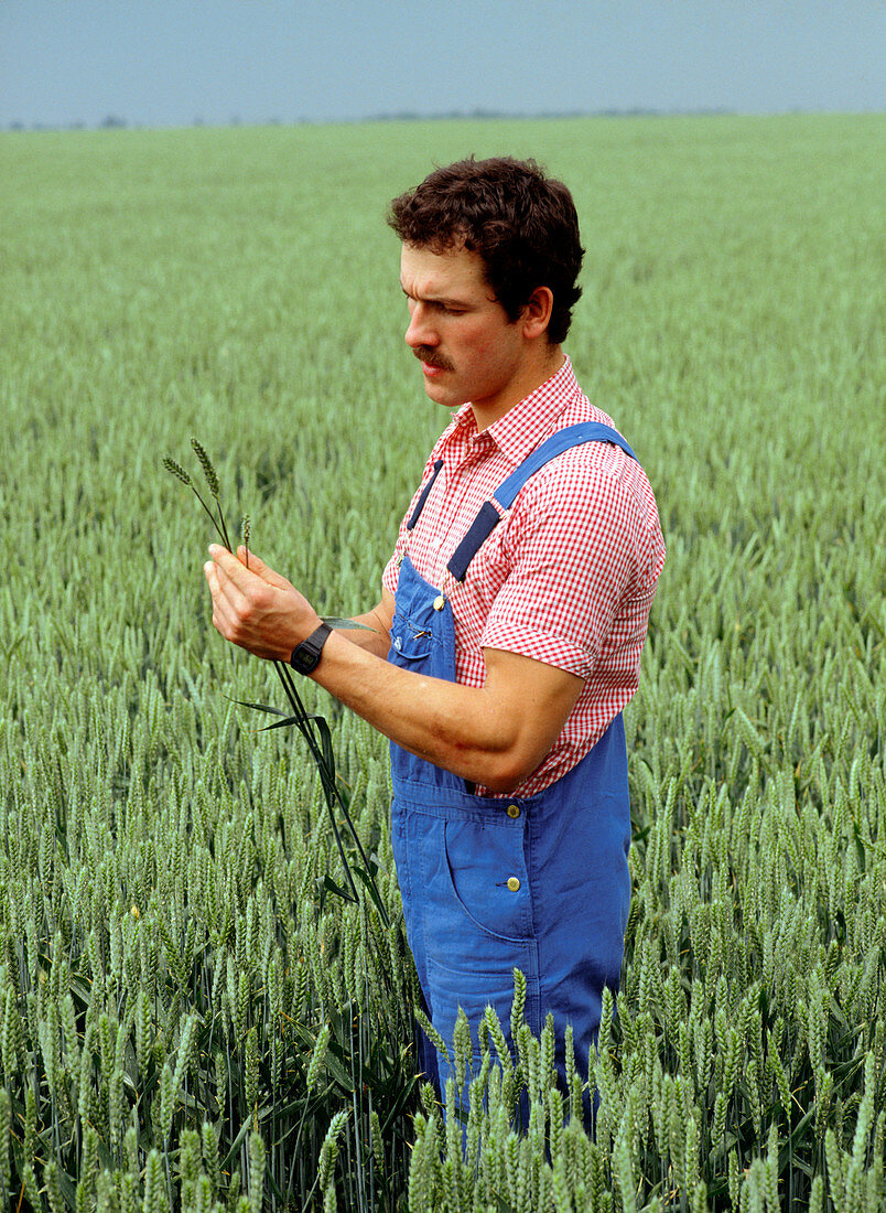 Farmer inspecting an ear of wheat in a field