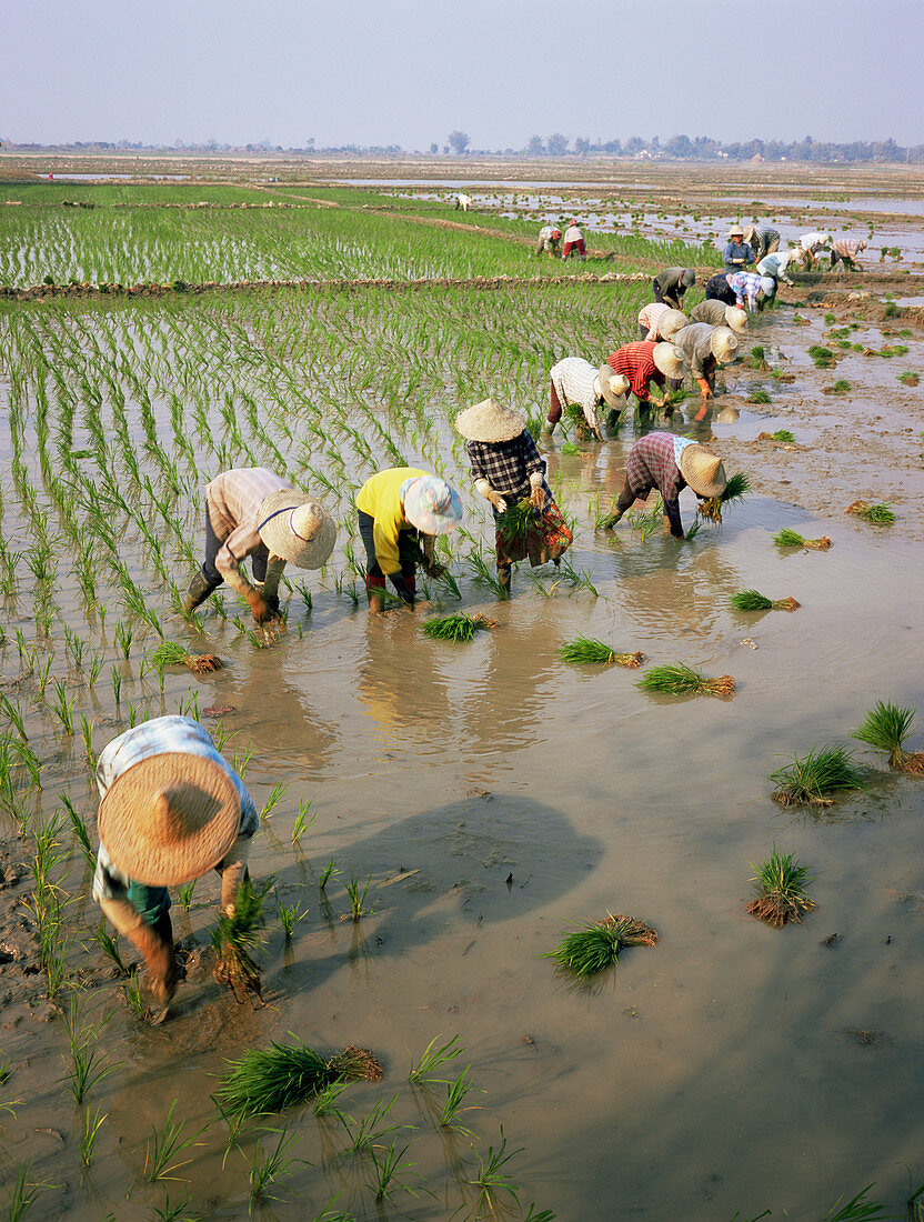 Rice farmers