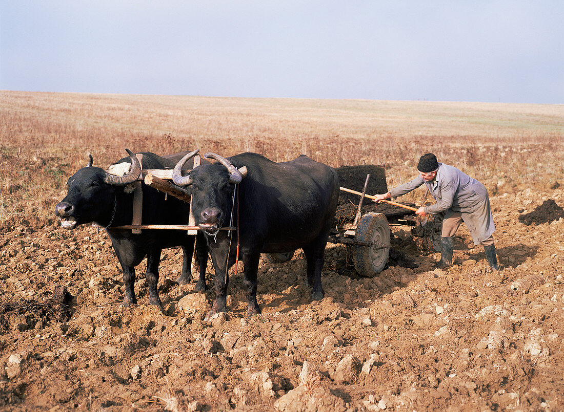 Farmer fertilising a field