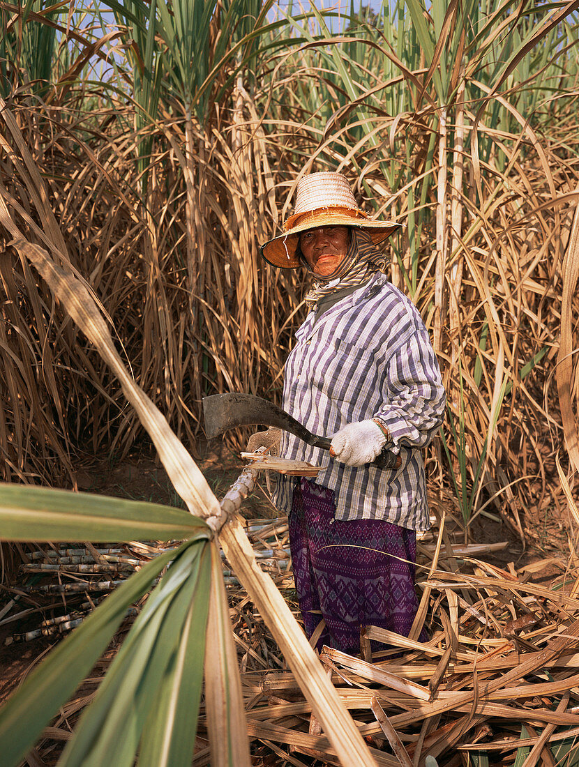 Woman harvesting sugar cane