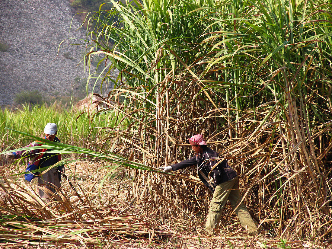 Sugar cane harvest
