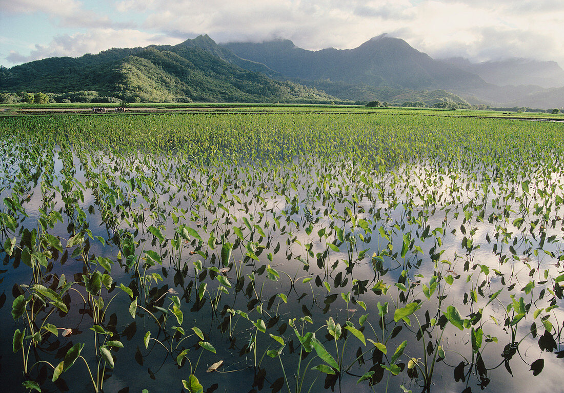 Taro crops,Hawaii
