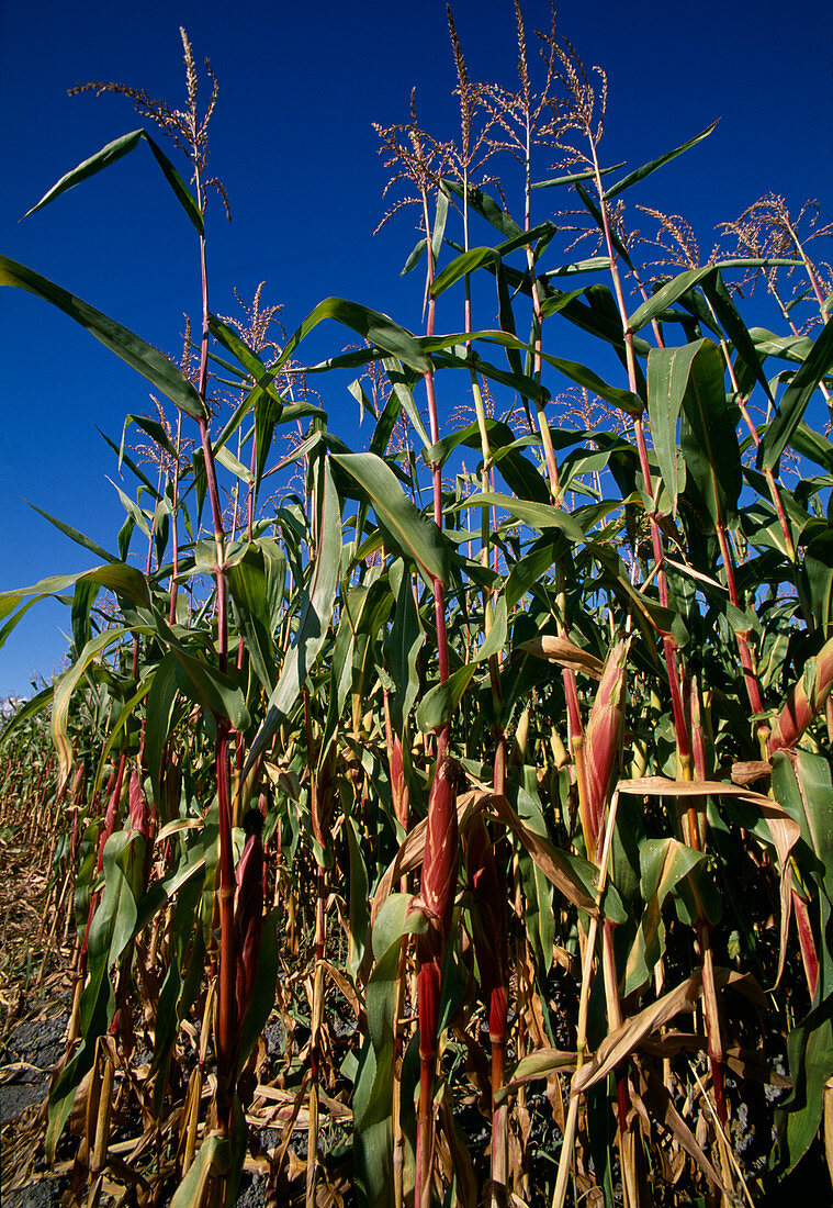 Maize crops