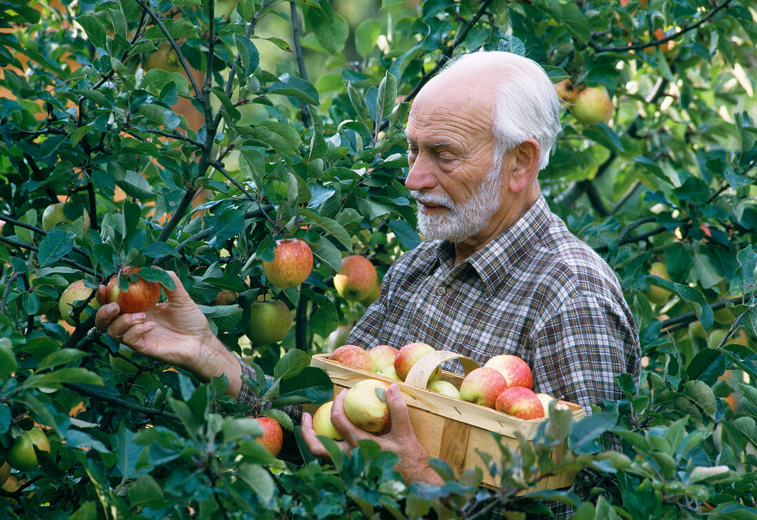 Apple picking