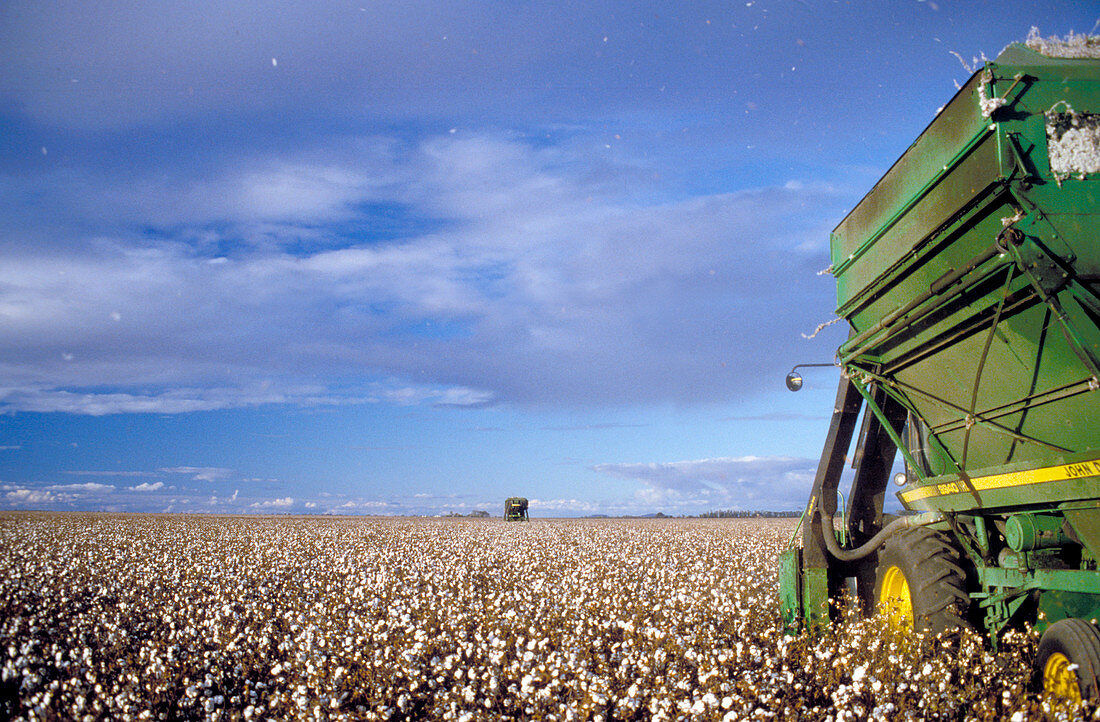 Mechanised cotton harvesting