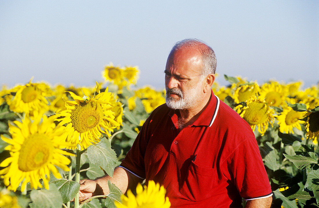 Farmer inspecting sunflowers