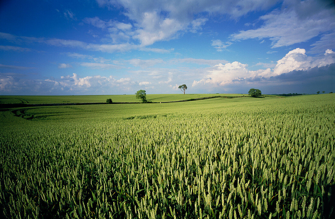View of a field of wheat,Triticum sp