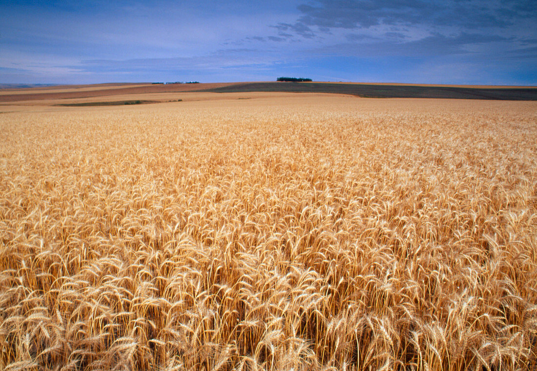 Field of wheat,Triticum sp