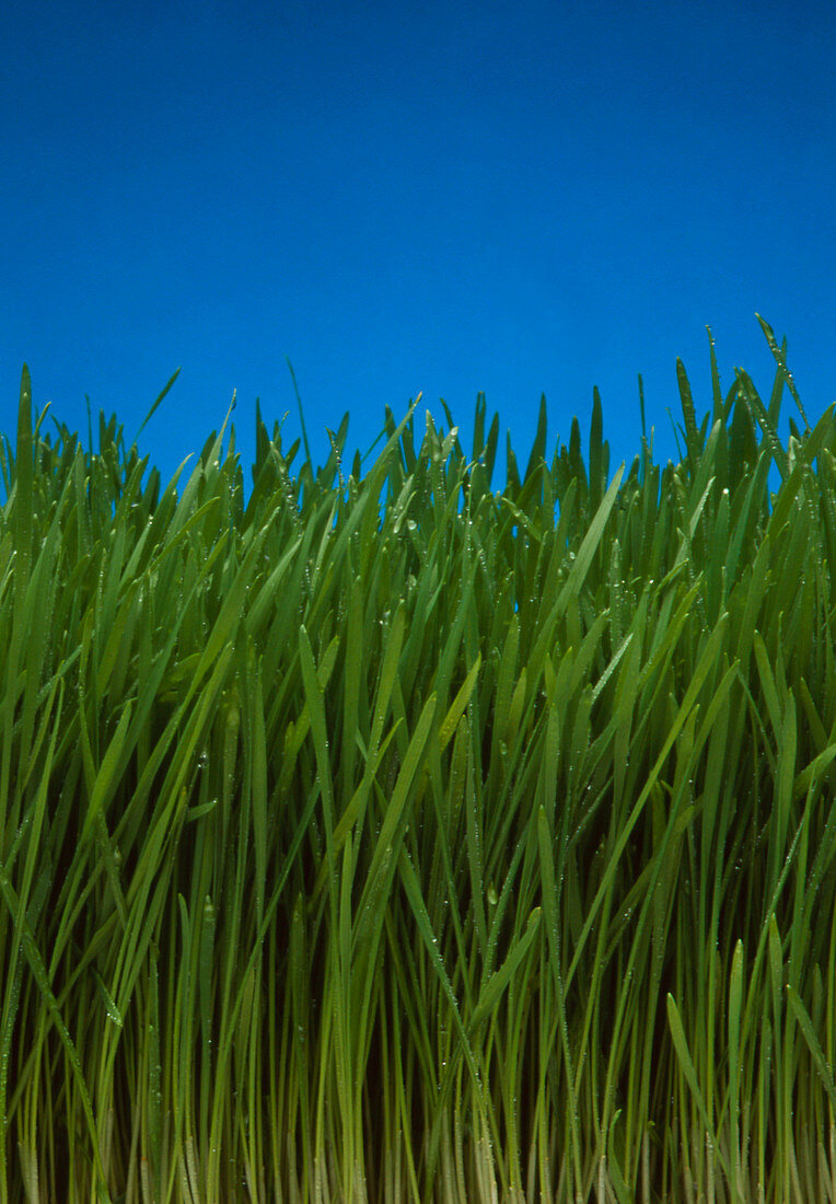 Organically grown wheat grass,Triticum sp