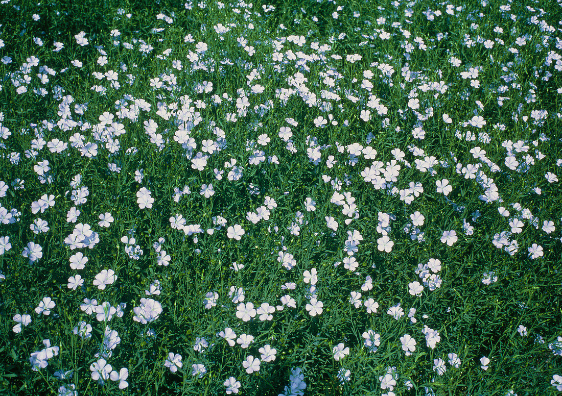 Field of flax (Linum usitatissimum)
