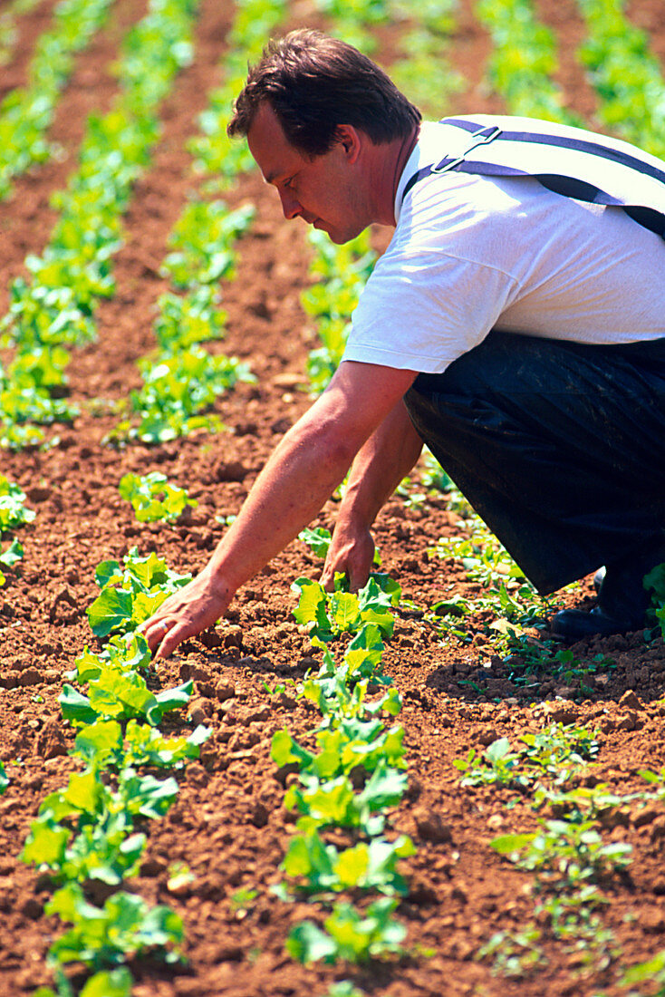 Farmer tending to organic lettuces (Lactuca sp.)