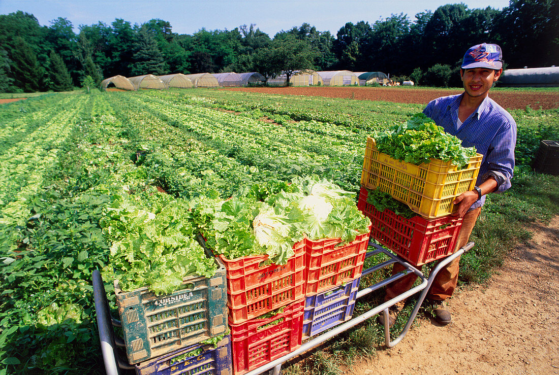 Crates of organic lettuces (Lactuca sp.) by field