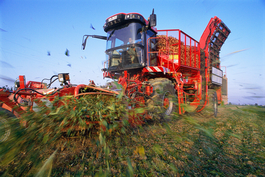 Sugar beet harvesting