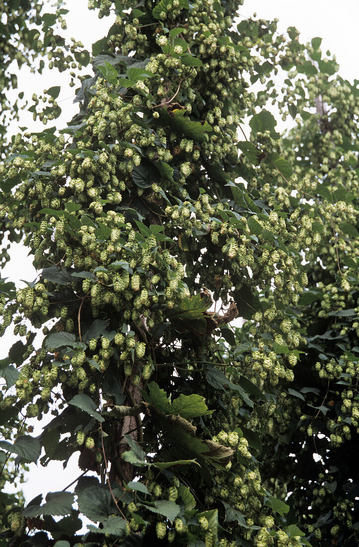Common hop (Humulus lupulus)
