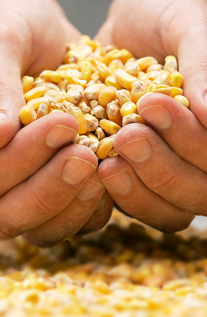 Maize kernels