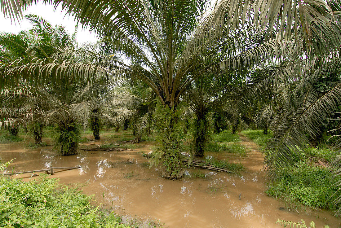 African oil palm plantation