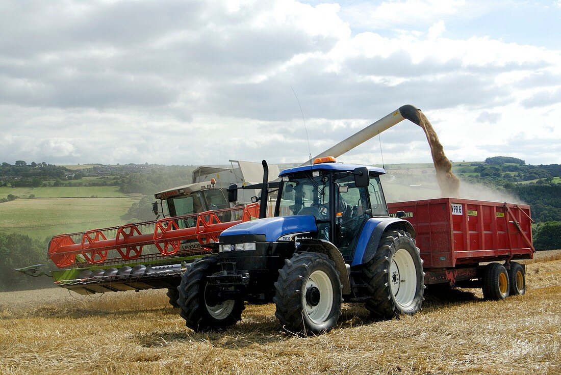 Grain harvest